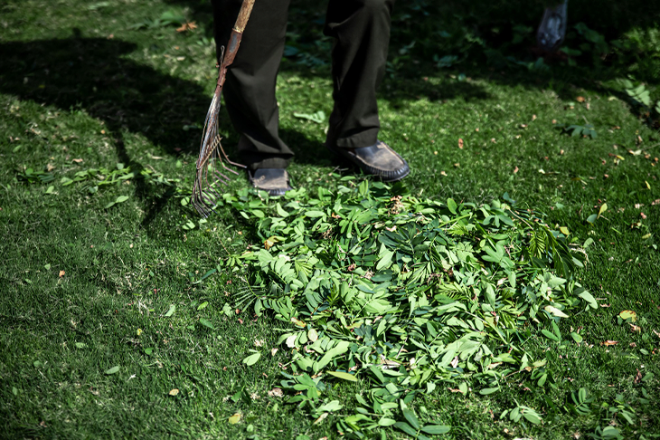 Tree Trimming Services